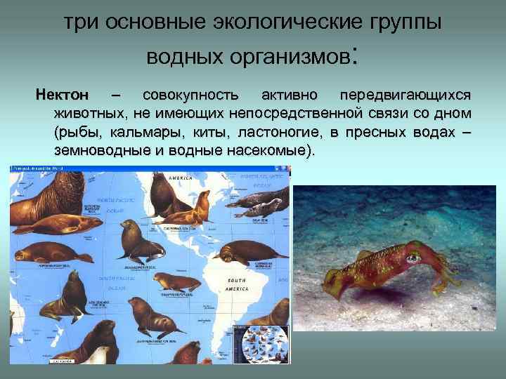 три основные экологические группы водных организмов: Нектон – совокупность активно передвигающихся животных, не имеющих