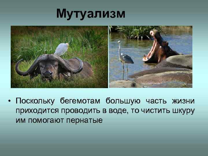 Мутуализм • Поскольку бегемотам большую часть жизни приходится проводить в воде, то чистить шкуру
