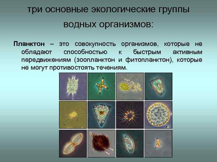 три основные экологические группы водных организмов: Планктон – это совокупность организмов, которые не обладают