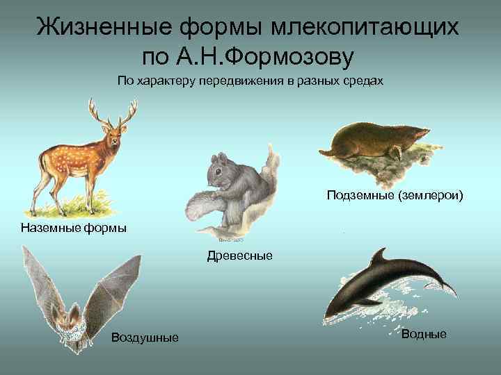 Примеры поведения млекопитающих. Жизненные формы млекопитающих. Среда обитания млекопитающих. Экологические группы млекопитающих. Жизненные формы наземных животных.