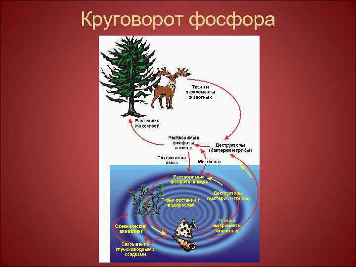 Составьте схему круговорота фосфора и разными стрелками покажите перемещение фосфора