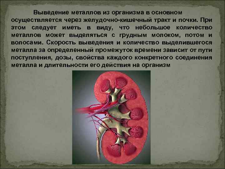 Выведение металлов из организма в основном осуществляется через желудочно-кишечный тракт и почки. При этом