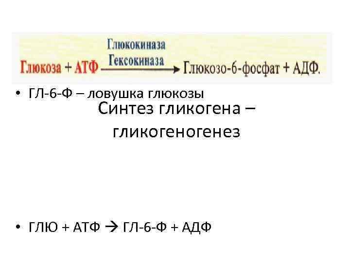  • ГЛ-6 -Ф – ловушка глюкозы Синтез гликогена – гликогенез • ГЛЮ +