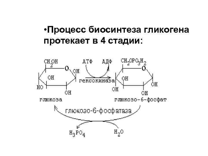  • Процесс биосинтеза гликогена протекает в 4 стадии: 