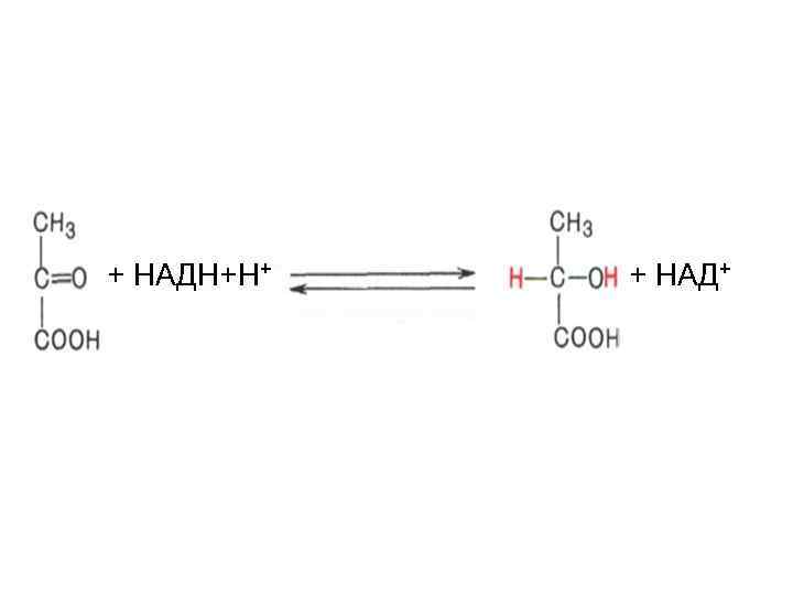 + НАДН+Н+ + НАД+ 