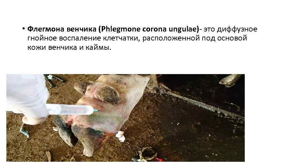  • Флегмона венчика (Phlegmone corona ungulae)- это диффузное гнойное воспаление клетчатки, расположенной под