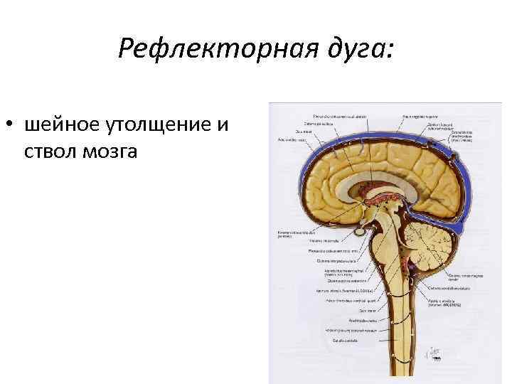 Рефлекторная дуга: • шейное утолщение и ствол мозга 