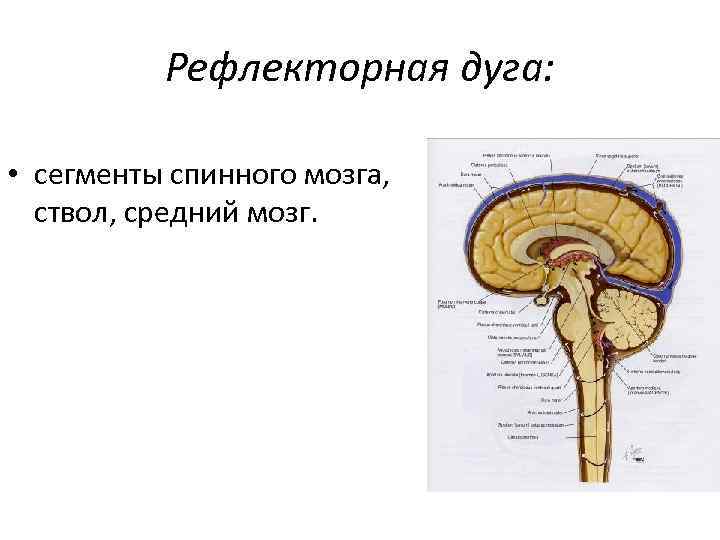 Рефлекторная дуга: • сегменты спинного мозга, ствол, средний мозг. 