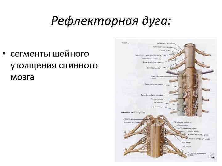 Рефлекторная дуга: • сегменты шейного утолщения спинного мозга 