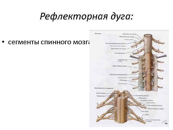 Рефлекторная дуга: • сегменты спинного мозга 