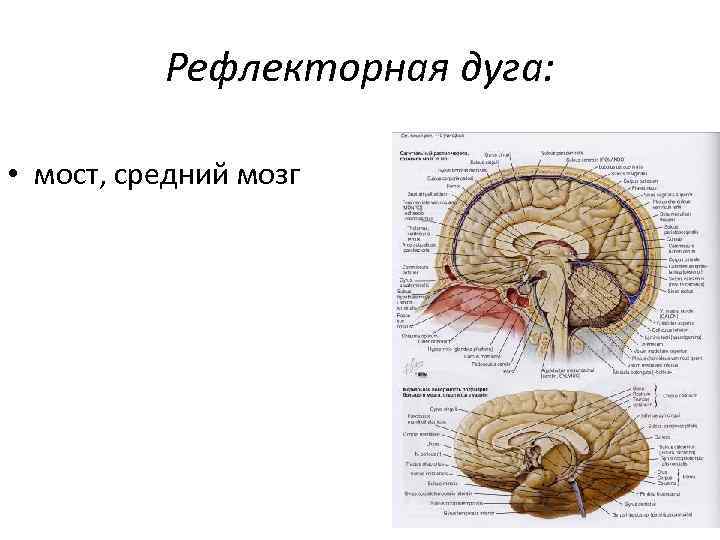 Рефлекторная дуга: • мост, средний мозг 