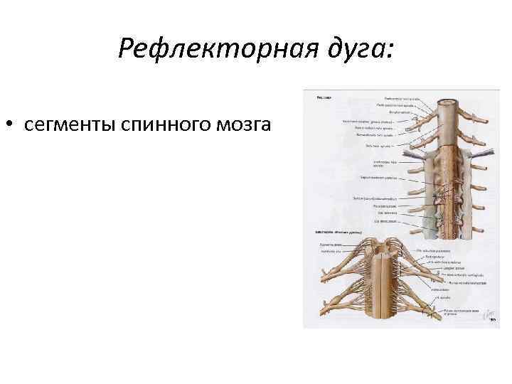 Рефлекторная дуга: • сегменты спинного мозга 