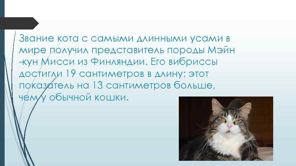 Звание кота с самыми длинными усами в мире получил представитель породы Мэйн -кун Мисси