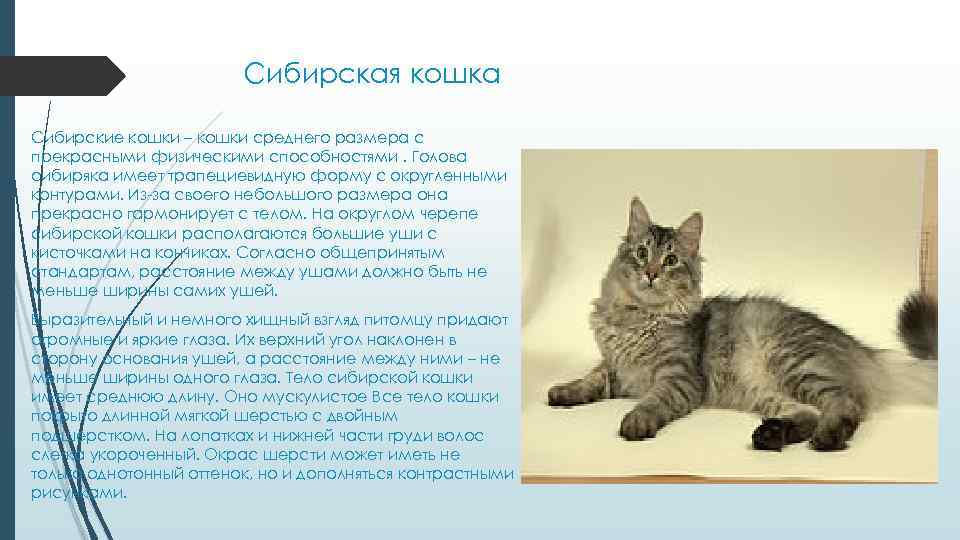 Сибирская кошка Сибирские кошки – кошки среднего размера с прекрасными физическими способностями. Голова сибиряка