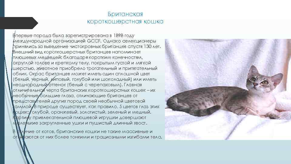 Британская короткошерстная кошка Впервые порода была зарегистрирована в 1898 году международной организацией GCCF. Однако