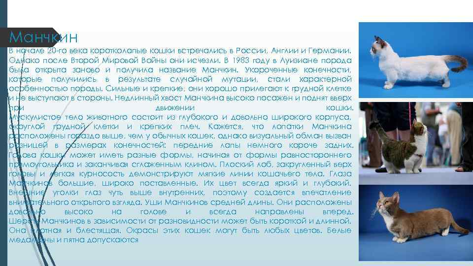 Манчкин В начале 20 -го века коротколапые кошки встречались в России, Англии и Германии.