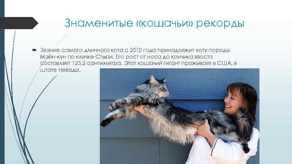 Знаменитые «кошачьи» рекорды Звание самого длинного кота с 2010 года принадлежит коту породы Мэйн-кун