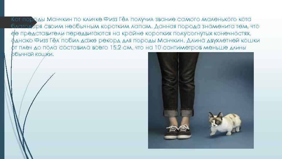 Кот породы Манчкин по кличке Физз Гёл получил звание самого маленького кота благодаря своим
