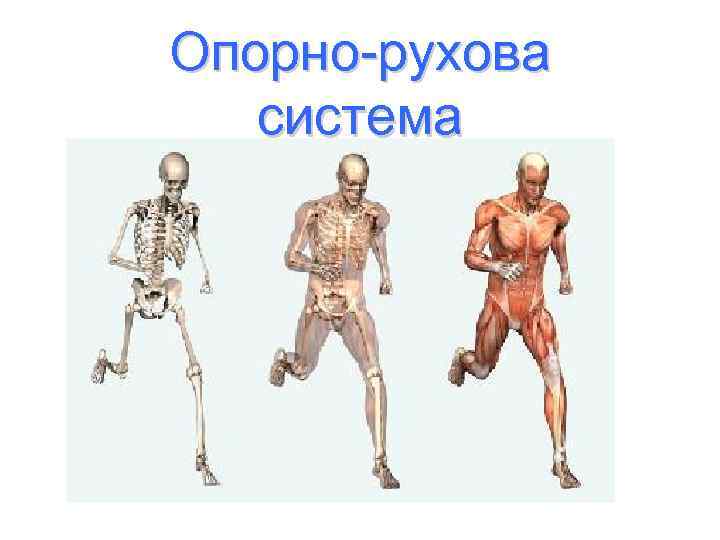 Опорно-рухова система 