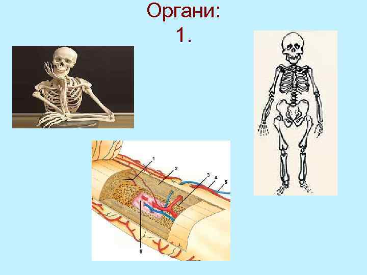 Органи: 1. 