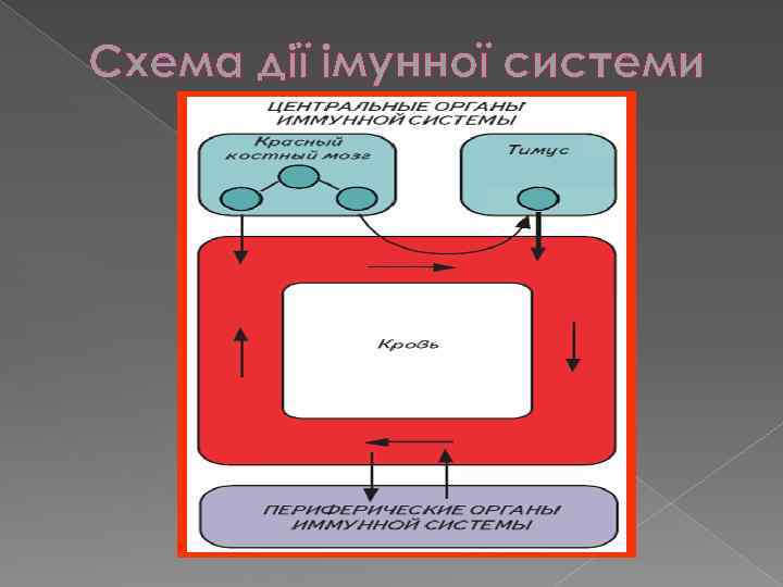 Схема дії імунної системи 