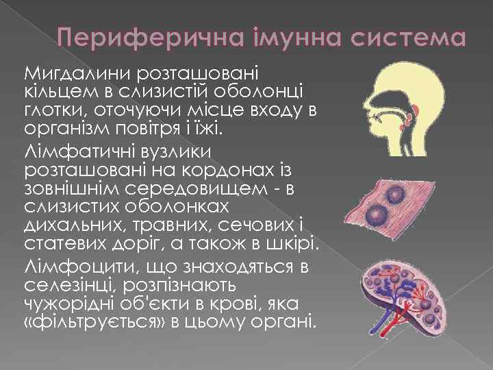 Периферична імунна система Мигдалини розташовані кільцем в слизистій оболонці глотки, оточуючи місце входу в