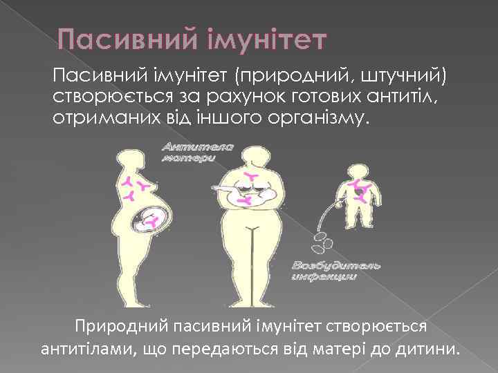 Пасивний імунітет (природний, штучний) створюється за рахунок готових антитіл, отриманих від іншого організму. Природний