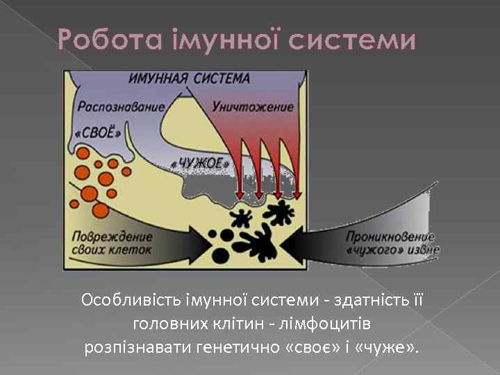 Робота імунної системи Особливість імунної системи - здатність її головних клітин - лімфоцитів розпізнавати