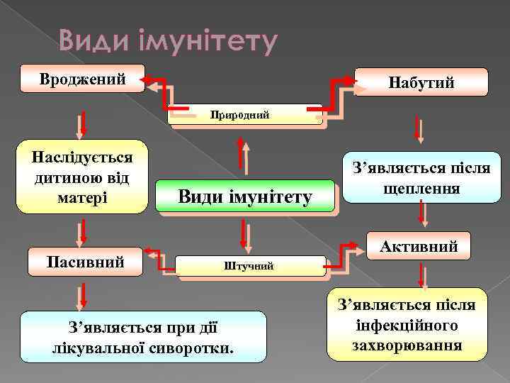 Види імунітету Вроджений Набутий Природний Наслідується дитиною від матері Пасивний Види імунітету З’являється після