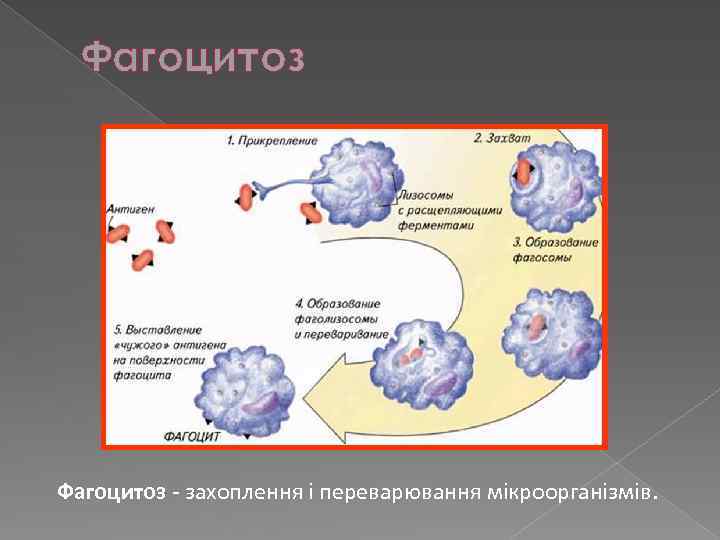 Фагоцитоз - захоплення і переварювання мікроорганізмів. 