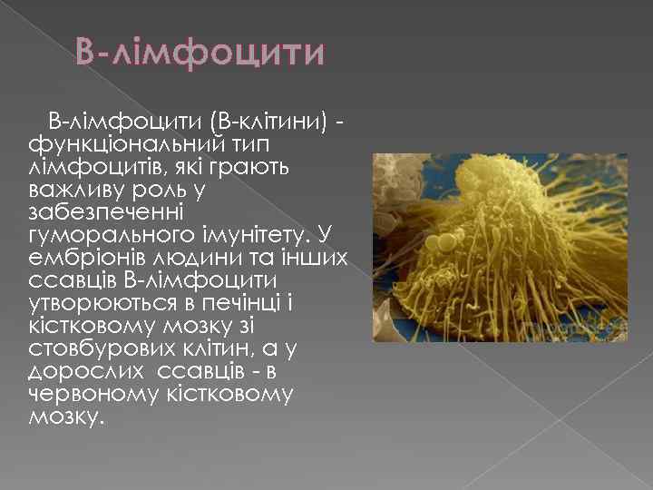 В-лімфоцити B-лімфоцити (B-клітини) функціональний тип лімфоцитів, які грають важливу роль у забезпеченні гуморального імунітету.