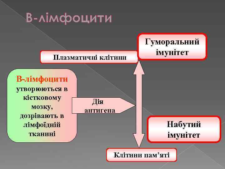 В-лімфоцити Плазматичні клітини Гуморальний імунітет В-лімфоцити утворюються в кістковому мозку, дозрівають в лімфоїдній тканині