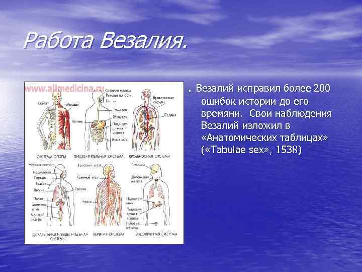 Работа Везалия. . Везалий исправил более 200 ошибок истории до его времяни. Свои наблюдения