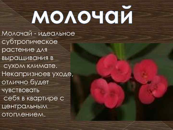 Цвет молочай фото и описание