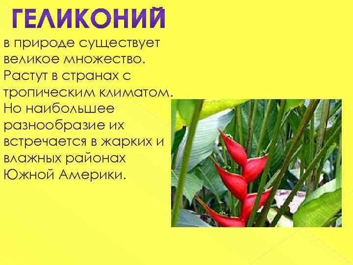 в природе существует великое множество. Растут в странах с тропическим климатом. Но наибольшее разнообразие