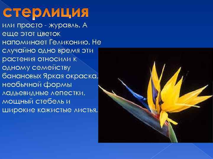 или просто - журавль. А еще этот цветок напоминает Геликонию. Не случайно одно время