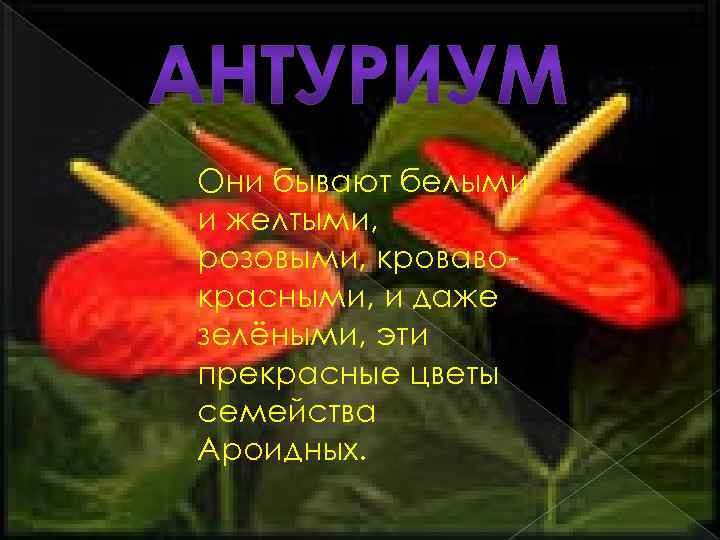 Они бывают белыми и желтыми, розовыми, кровавокрасными, и даже зелёными, эти прекрасные цветы семейства