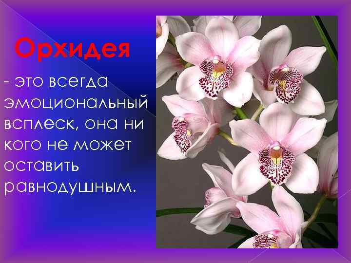 Орхидея - это всегда эмоциональный всплеск, она ни кого не может оставить равнодушным. 