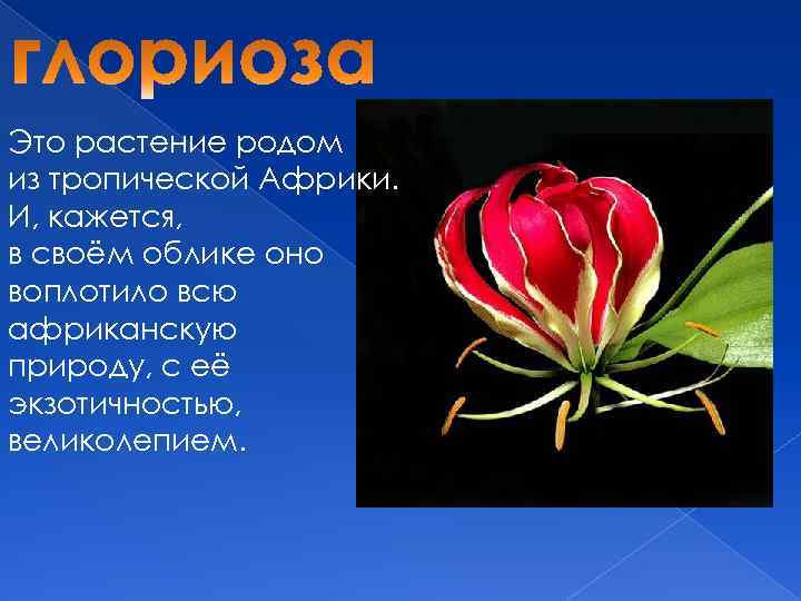 Это растение родом из тропической Африки. И, кажется, в своём облике оно воплотило всю