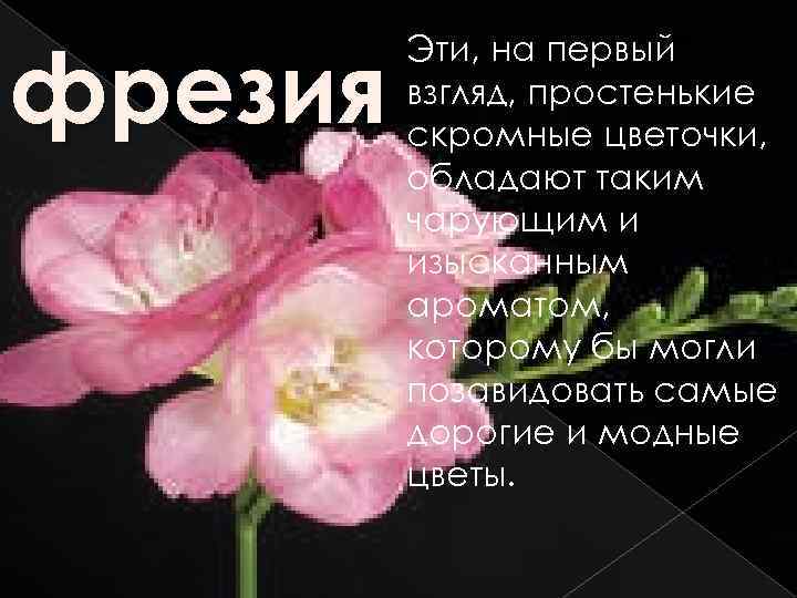фрезия Эти, на первый взгляд, простенькие скромные цветочки, обладают таким чарующим и изысканным ароматом,