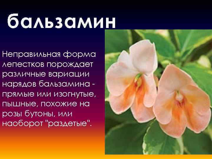 бальзамин Неправильная форма лепестков порождает различные вариации нарядов бальзамина прямые или изогнутые, пышные, похожие