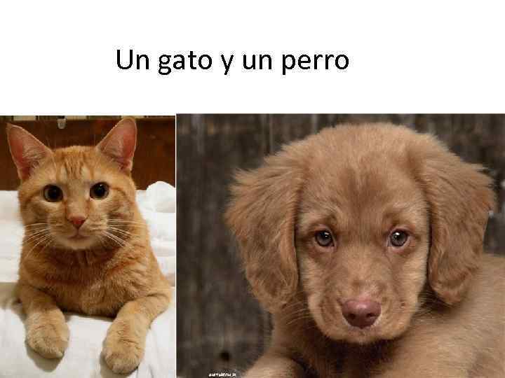 Un gato y un perro 