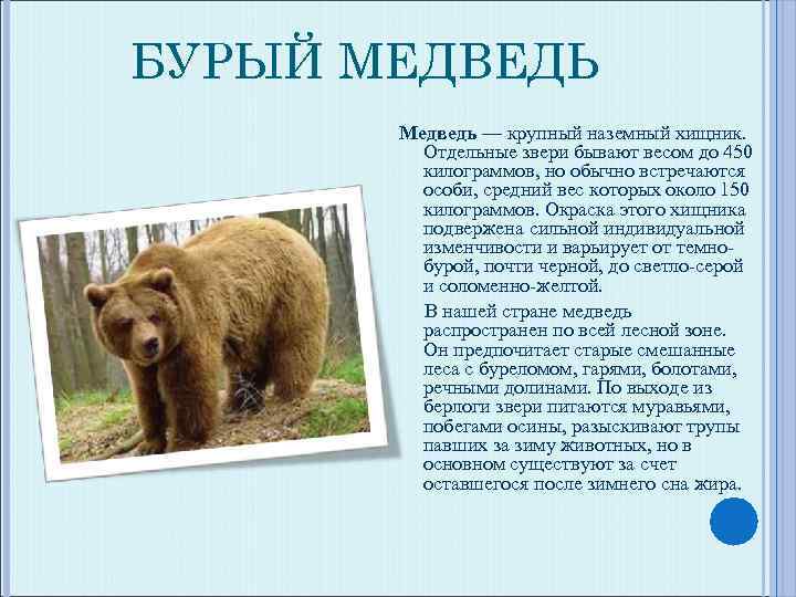 БУРЫЙ МЕДВЕДЬ Медведь — крупный наземный хищник. Отдельные звери бывают весом до 450 килограммов,