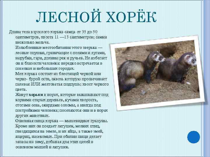 ЛЕСНОЙ ХОРЁК Длина тела взрослого хорька-самца от 35 до 50 сантиметров, хвоста 11 —