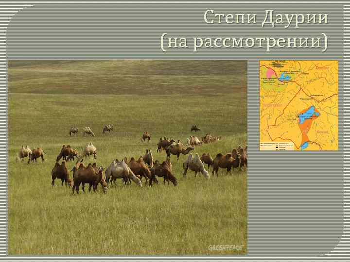 Степи Даурии (на рассмотрении) 