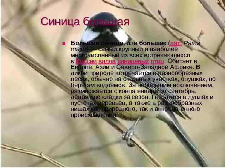 Синица большая n Большая синица, или большак (лат. Parus major) — самый крупный и