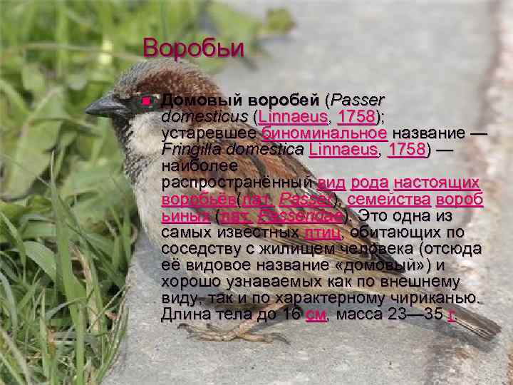 Воробьи n Домовый воробей (Passer domesticus (Linnaeus, 1758); устаревшее биноминальное название — Fringilla domestica