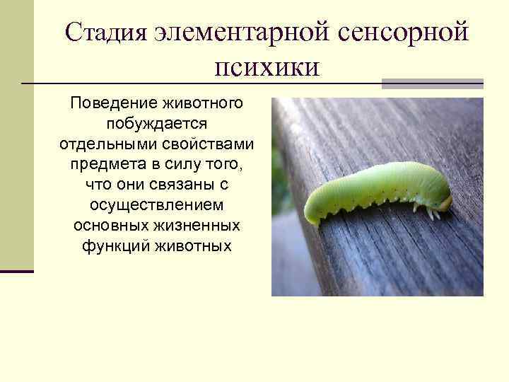 Стадия элементарной сенсорной психики Поведение животного побуждается отдельными свойствами предмета в силу того, что