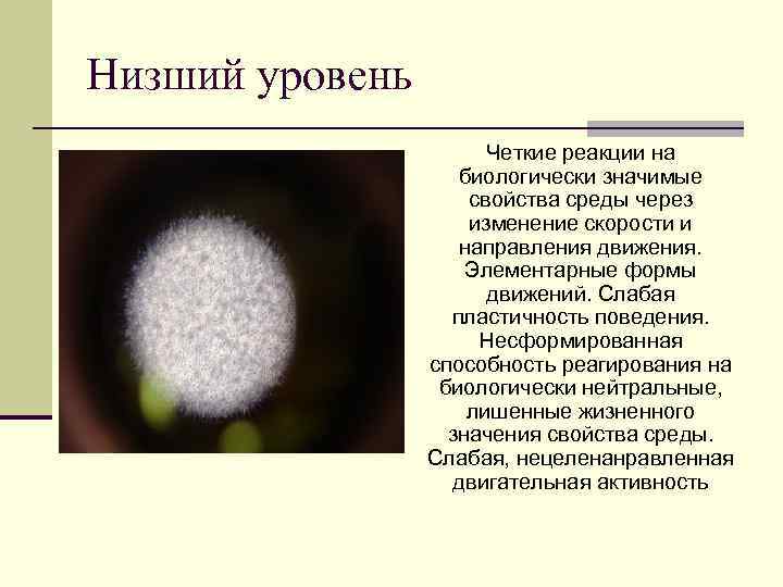 Низший уровень Четкие реакции на биологически значимые свойства среды через изменение скорости и направления