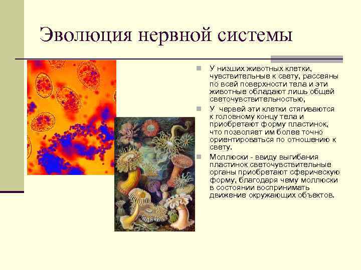 Эволюция нервной системы У низших животных клетки, чувствительные к свету, рассеяны по всей поверхности